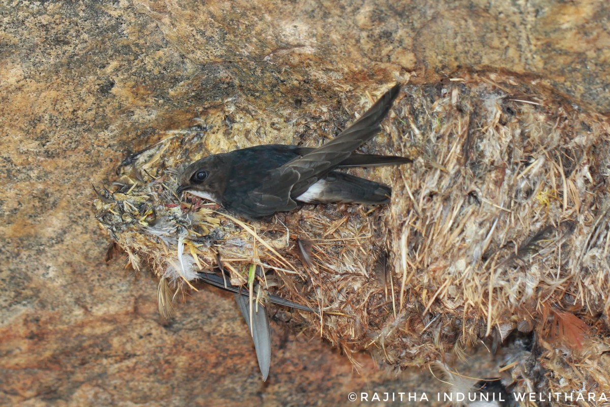 Apodidae